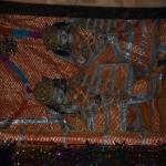 Vraj-Yatra-2014- (241)